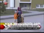 Gölbaşı`nda Başı Boş Köpek Dehşeti