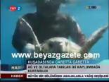 Kuşadası'nda Caretta Caretta