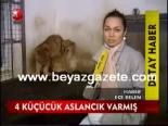 4 Küçük Aslancık Varmış