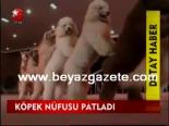Köpek Nüfusu Patladı
