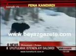 polonya - Uyutulmak istenen ayı saldırdı Videosu