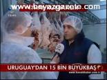 Uruguay'dan 15 Bin Büyükbaş