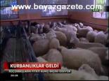 Kurbanlıklar Geldi