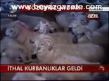 İthal Kurbanlıklar Geldi