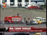 Mal Canın Yongası