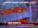 Suda Domates Yetişir Mi?