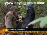 Bedava Kestane