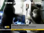 Kediler Eğleniyor