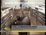 İthal Kurbanlıklar Geldi