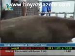 İthal Kurbanlıklar Türkiye'ye Geldi