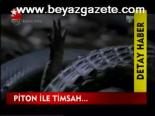 Piton İle Timsah