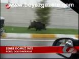 Şehre Domuz İndi