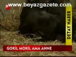 Goril Moril Ama Anne