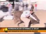 Kurbanlıklar İstanbul'a Geldi