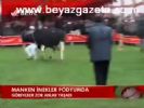 Manken İnekler Podyumda