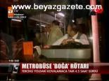 Metrobüse Boğa Rötarı