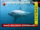 Hamsi Beklerken Köpekbalığı
