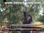 Sakarya'da Zeytincilik