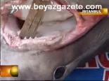 Marmara'da Köpek Balığı