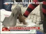 Dikkat Köpekbalığı