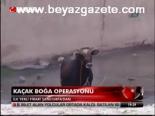 Kaçak Boğa Operasyonu