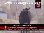 Trafikte Boğa
