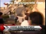 Kızgın Boğa Pes Etmedi