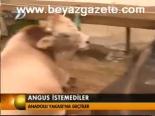 Angus İstemediler