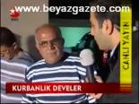 Kurbanlık Develer