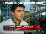 Hastalıklı Hayvanlara Dikkat!