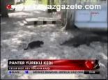 Panter Yürekli Kedi