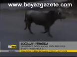 Boğalar Firarda