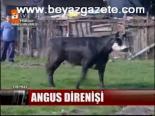 Angus Direnişi