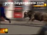 Ankara'da Boğa Saldırısı