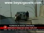 Kurbanlık Boğa Ürkünce