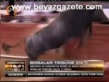 Boğalar Tribüne Çıktı