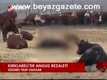 Kırklareli'de Angus Rezaleti