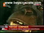 Tiryaki Şempanze