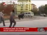 Kurbanların Bayram Gezisi