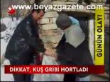 Dikkat, Kuş Gribi Hortladı