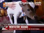 Minyatür Buzağı