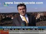İthal Küçüç Ve Büyükbaş Hayvanlar Elde Kaldı