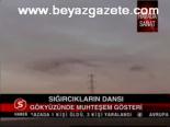 Sığırcıkların Dansı