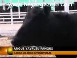 Angus Yavrusu Pangus