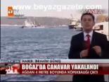 Boğaz'da Canavar Yakalandı