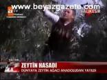 Zeytin Hasadı