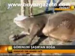 Görenleri Şaşırtan Boğa