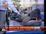 Boğaz'da Köpekbalığı Akını