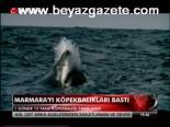 Marmara'yı Köpekbalıkları Bastı