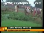 Leopar Yolunu Kaybetti